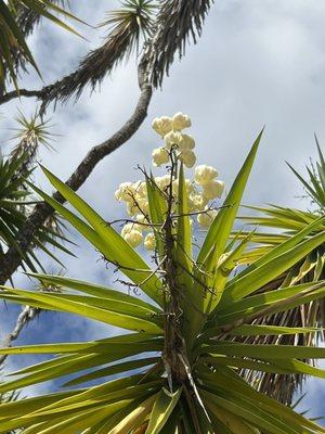 Giant yucca flower