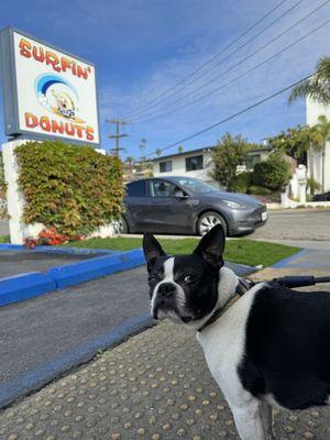 Dutch approved! He cleaned up the kid crumbs off the sidewalk.