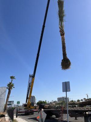 Palm Tree installation