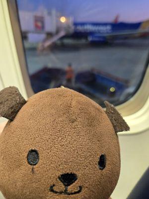 Yelpie is homeward bound!