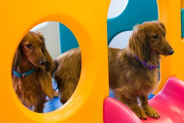 Gunny and Gibbs ham it up in the toy box!