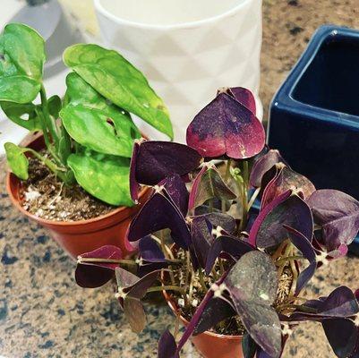 Monstera deliciosa (Swiss cheese plant) and oxalis triangularis with two pots