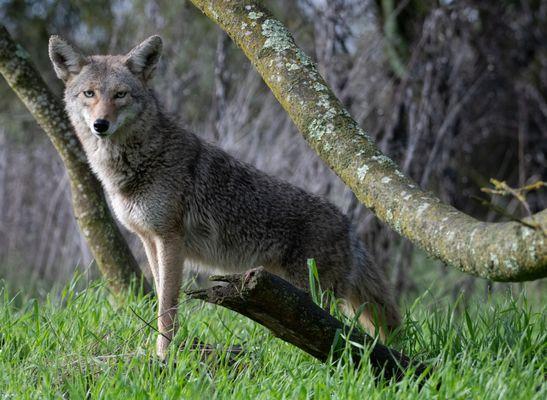 One of several coyotes frequently found in the park.