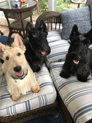 Auggie, Winnie and Emmett