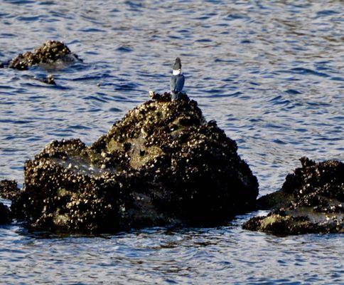 Belted Kingfisher.