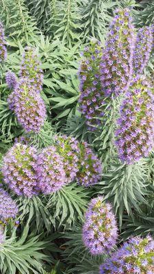 Ecium - A beautiful drought tolerant plant that thrives here in the East Bay