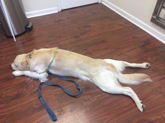 Our "Frog King" Tanker is totally relaxed at Amelia Island Animal Hospital.