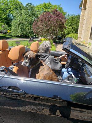 Hank going for ride in car, not too happy.