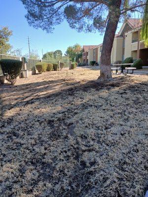 The BBQ area / dog area !  Taking grass out ... dogs and children  have no grass