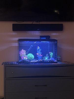 Glofish Tank