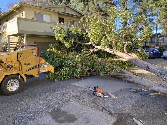 Emergency Service ,Tree that fell due to the Santa Ana winds