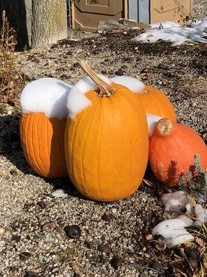 Pumpkins in the snow