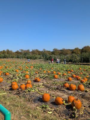 Pumpkin patch