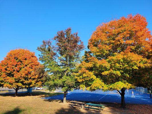 Tennis courts, basketball courts, and fall foliage