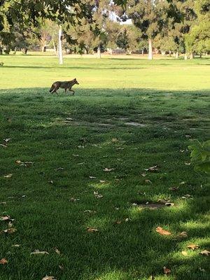 Not unusual to see coyotes out here