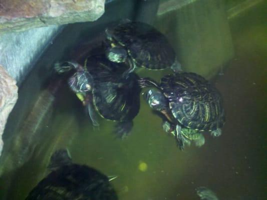 Look! A herd o' turtles!