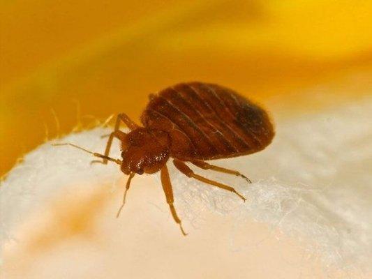 Bed Bug control