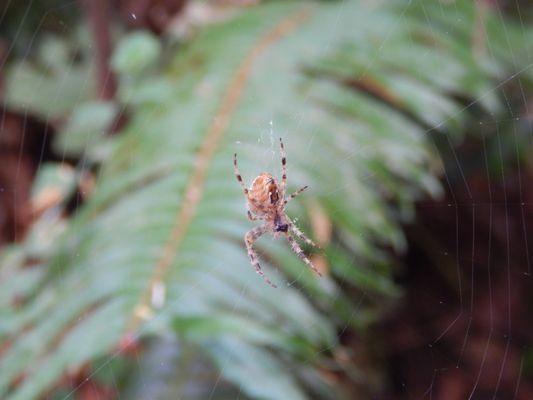 Beautiful arachnid in its web.