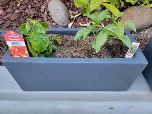 Chili Pepper and Jalapeño plants in a dark grey planter box