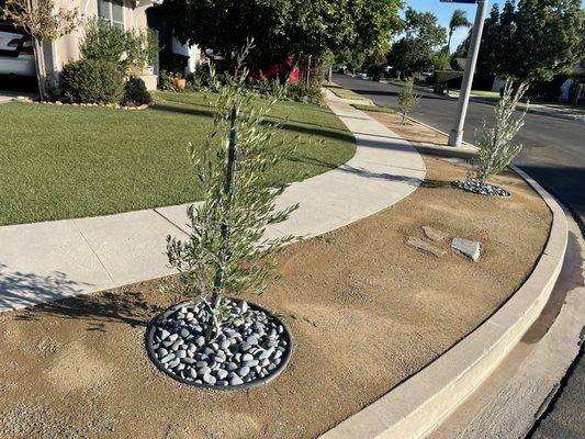 DG parkway with olive trees