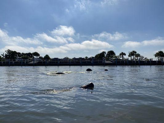 Several manatees here.