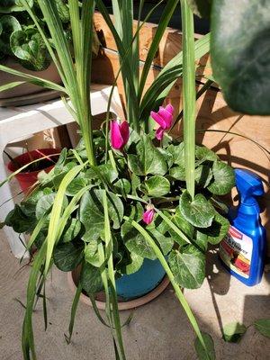 This is the pink Cyclamen that grew gladiolus in it's pot.