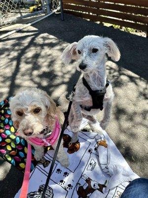 Amelia and Lola enjoying the day