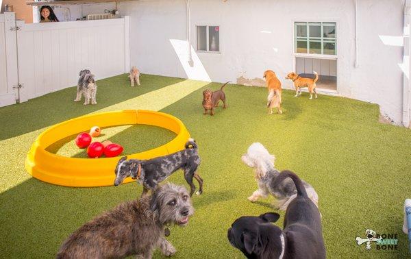 Out side small dog daycare