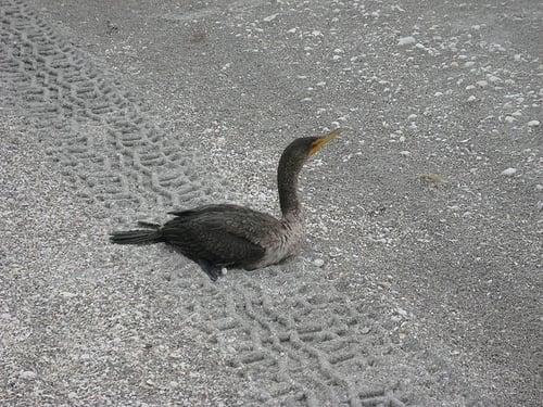 double breasted cormorant