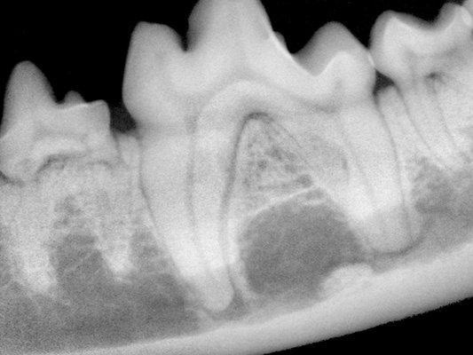 Dog tooth dental x-ray