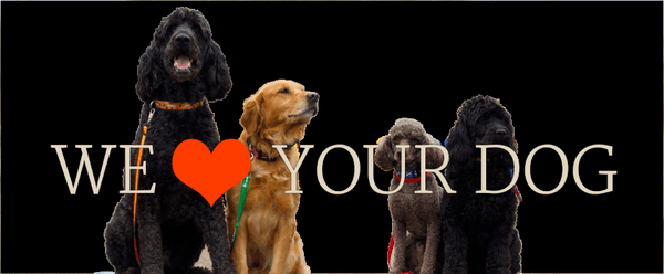 Blaine Kennels Boarding, Training & Daycare in Blaine MN- We love YOUR dog!