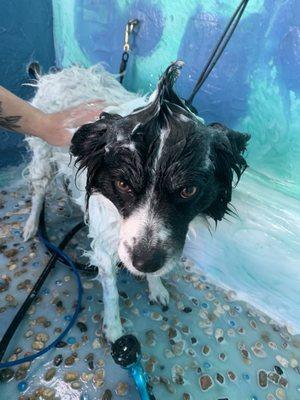 Aayla enjoying her bath