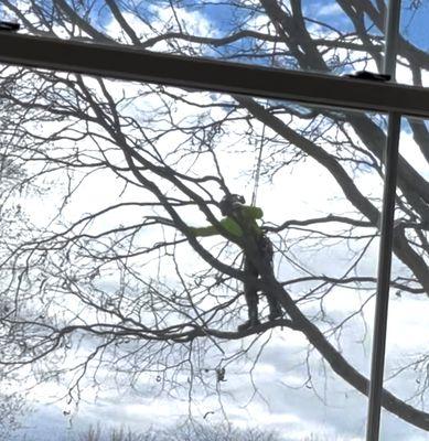 Trimming small branches with a pruning saw. Chainsaw used for big branches.