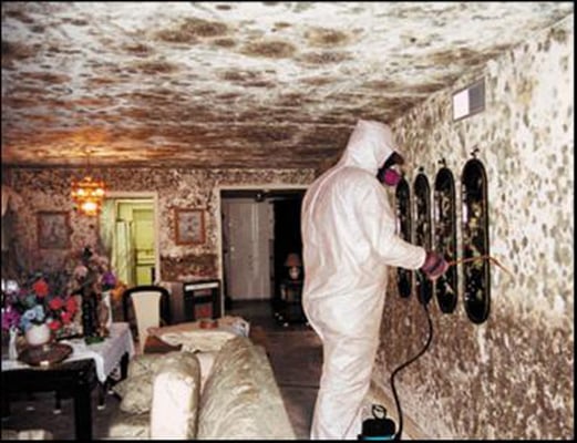 baltimore-md-mold-removal