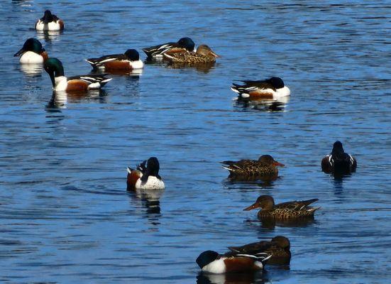 Flock of northern shovelers in the reservoir