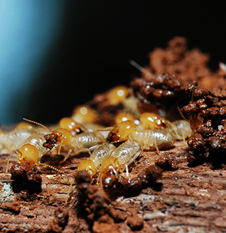 Allmite Termite Pest Control