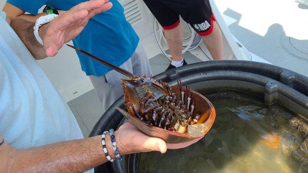 horseshoe crab