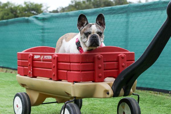 Rocco riding in style!