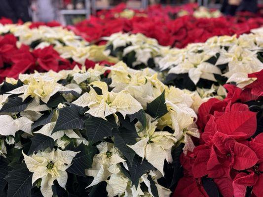 Poinsettias for days