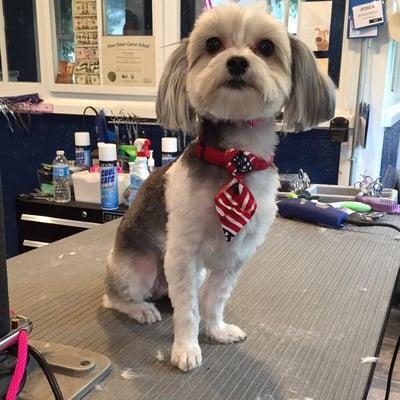 Maltese/Yorkie 4th of July Haircut!