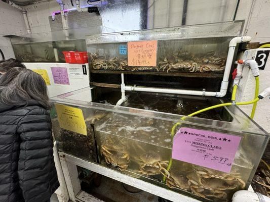 Dungeness Crabs