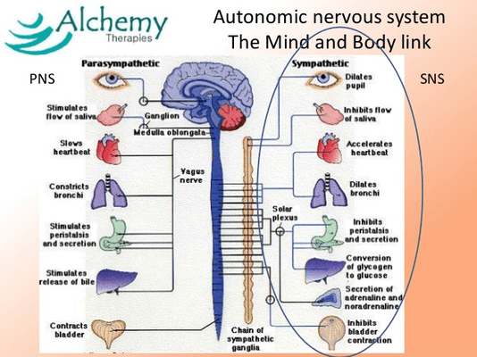 The autonomic Nervous System is divided into Sympathetic and Para sympathetic. The Parasympathetic mode allows the body to heal.