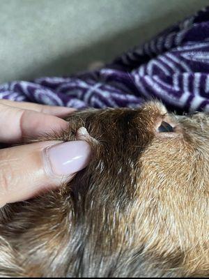 Looks like a maggot (bot fly?) coming out of my dog's head! I had to get it removed by the vet.