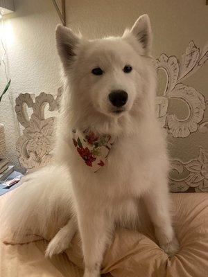 Samoyed