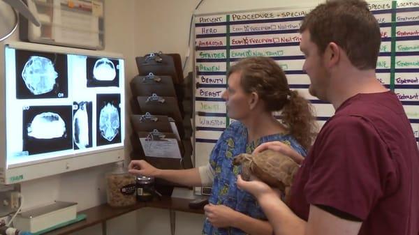 Dr. Welsh and a RVT reviewing radiographs of a tortoise