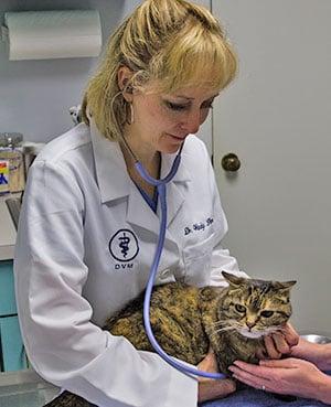 Cat-friendly Huntsville animal hospital