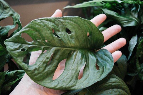 Swiss Cheese Monstera, Monstera Adansonii, rare indoor houseplants