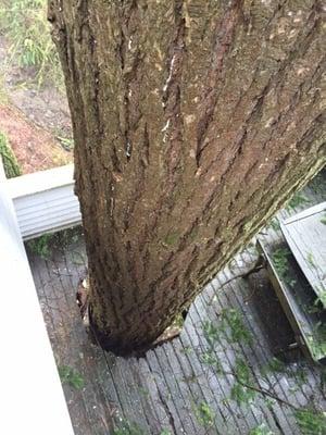 Tree was destroying the deck and moving the house around