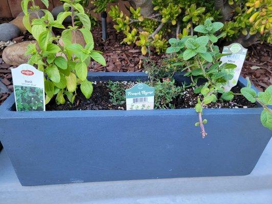 Basil, Thyme, and Mint herbs in a dark grey planter box