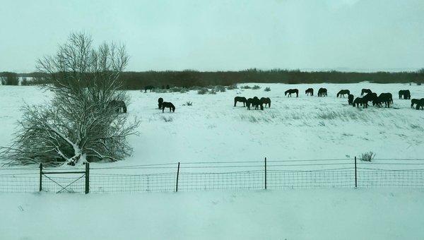 Thanks for pointing out the wild horses, Amy!